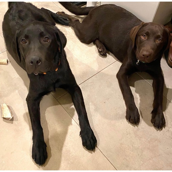 Meet Kona & Romeo! 💗 - Picture 7 of 12